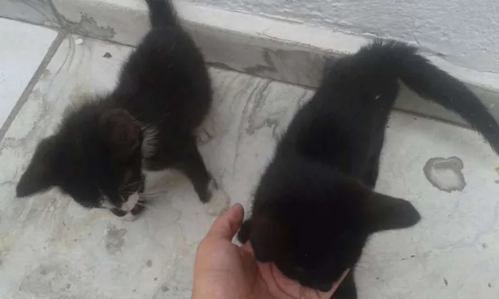 Gato ra a Indefinida idade 2 a 6 meses nome 2 Gatinhos