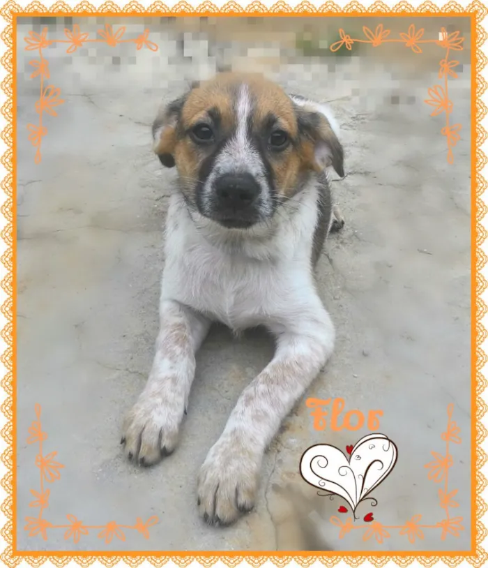 Cachorro ra a SRD idade 2 a 6 meses nome Flor