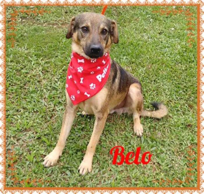 Cachorro ra a SRD idade 3 anos nome Belo