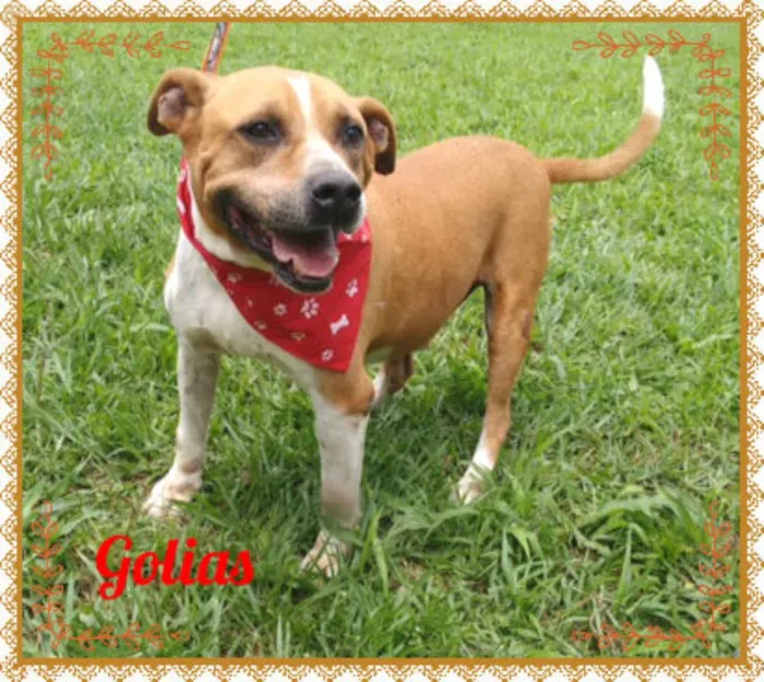 Cachorro ra a Mestiço de Pit idade 5 anos nome Golias