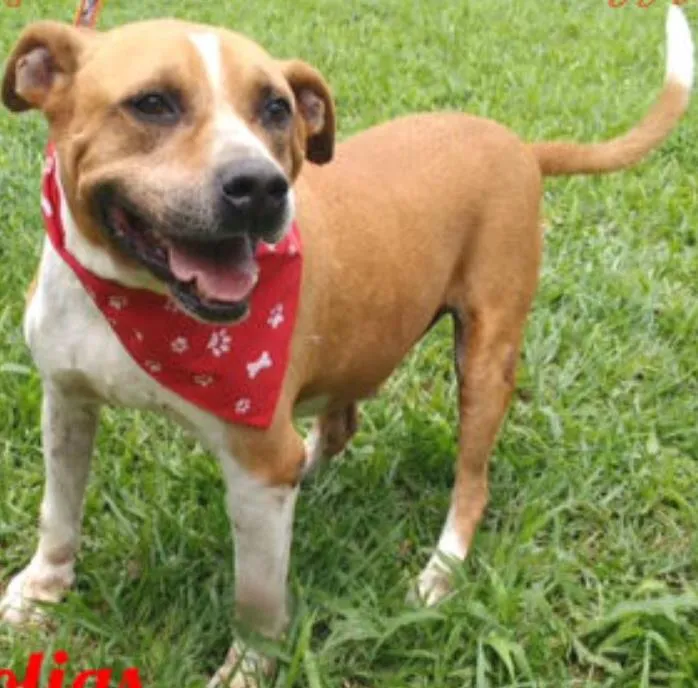 Cachorro ra a Mestiço de Pit idade 5 anos nome Golias
