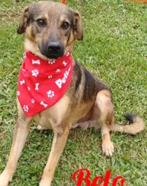Cachorro raça SRD idade 3 anos nome Belo