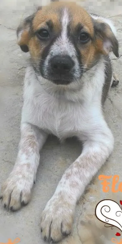 Cachorro ra a SRD idade 2 a 6 meses nome Flor