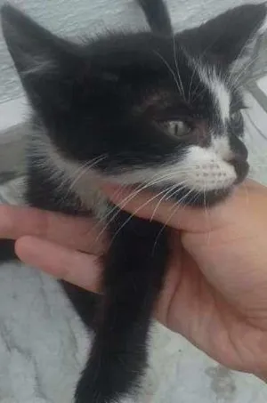 Gato raça Indefinida idade 2 a 6 meses nome 2 Gatinhos