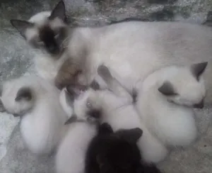 Gato raça Siamês idade 2 a 6 meses nome não tem