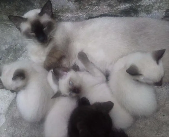 Gato ra a Siamês idade 2 a 6 meses nome não tem