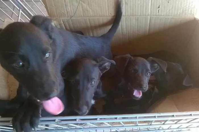Cachorro ra a SRD idade 2 a 6 meses nome Filhotes
