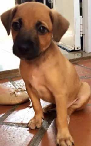 Cachorro raça  idade Abaixo de 2 meses nome filhote