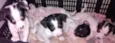 cachorrinhos