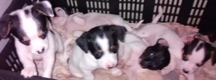 Cachorro ra a  idade Abaixo de 2 meses nome cachorrinhos