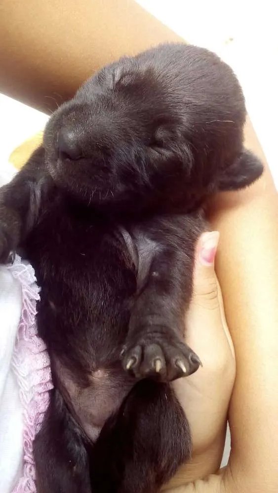 Cachorro ra a SRD idade Abaixo de 2 meses nome Filhotinhos
