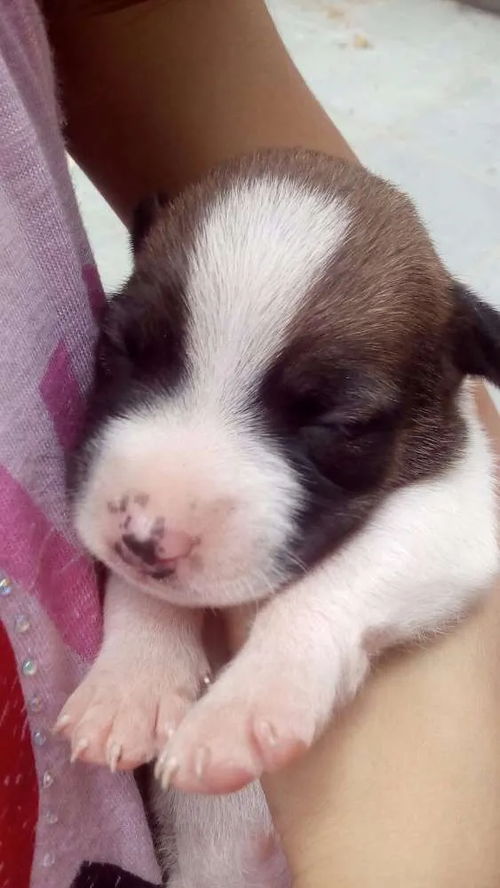 Cachorro ra a SRD idade Abaixo de 2 meses nome Filhotinhos