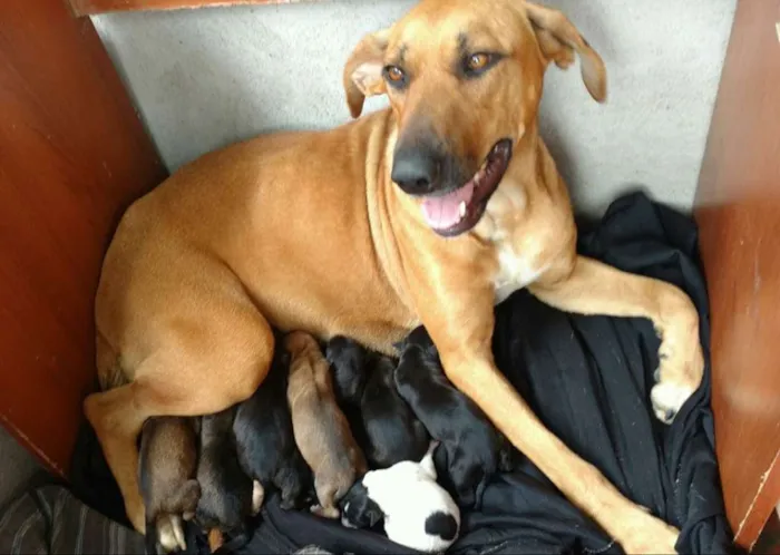 Cachorro ra a SRD idade Abaixo de 2 meses nome Filhotinhos