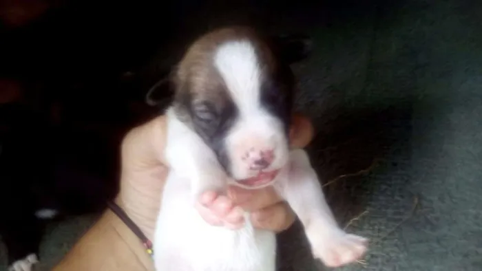 Cachorro ra a SRD idade Abaixo de 2 meses nome Filhotinhos