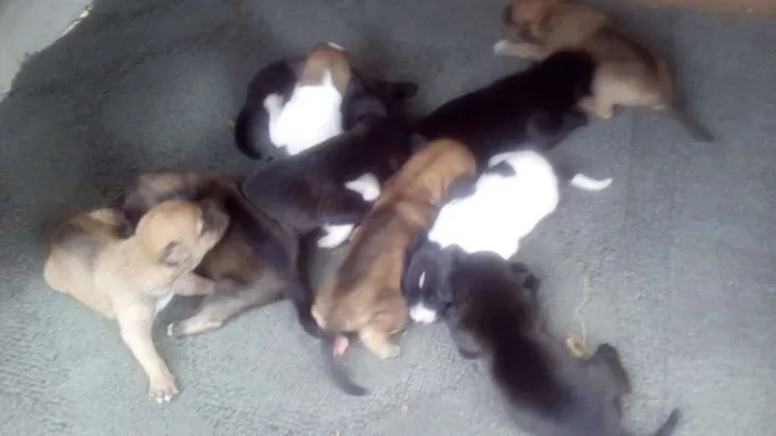 Cachorro ra a SRD idade Abaixo de 2 meses nome Filhotinhos