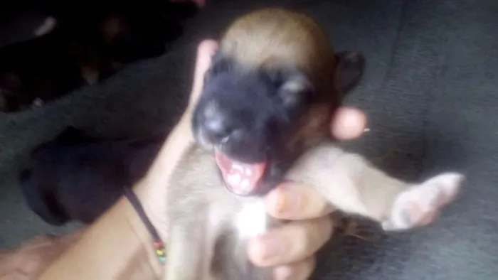Cachorro ra a SRD idade Abaixo de 2 meses nome Filhotinhos