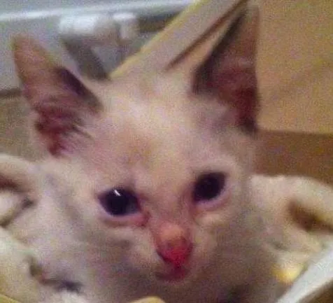 Gato ra a  idade Abaixo de 2 meses nome Snow
