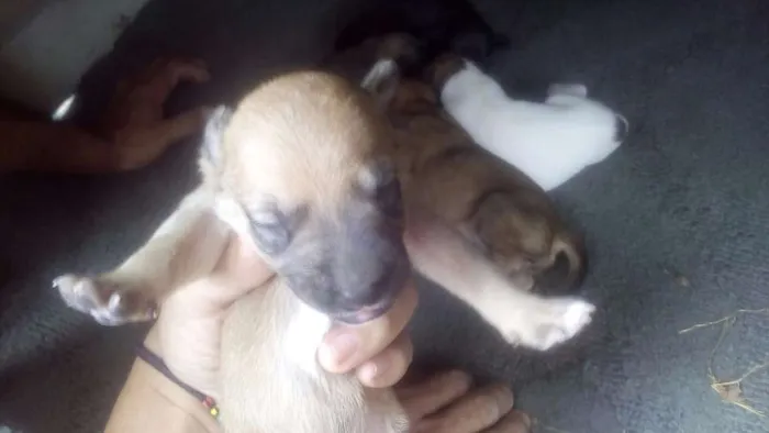 Cachorro ra a SRD idade Abaixo de 2 meses nome Filhotinhos