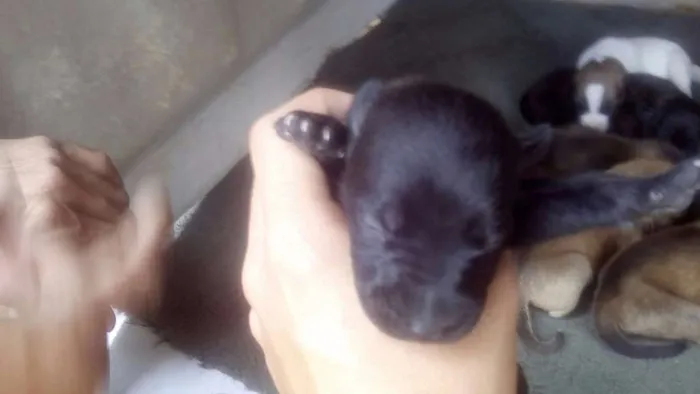 Cachorro ra a SRD idade Abaixo de 2 meses nome Filhotinhos