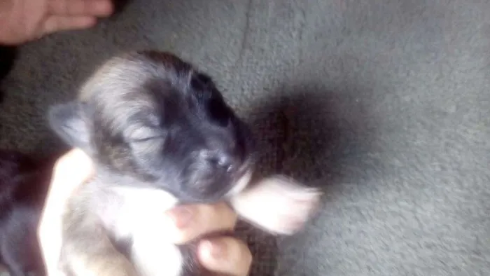 Cachorro ra a SRD idade Abaixo de 2 meses nome Filhotinhos