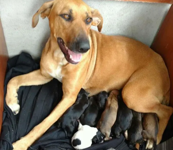 Cachorro ra a SRD idade Abaixo de 2 meses nome Filhotinhos