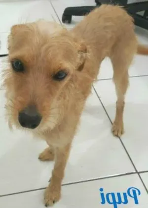 Cachorro raça SRD idade 1 ano nome Pupi