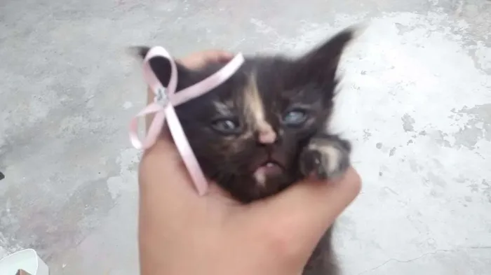 Gato raça SRD idade Abaixo de 2 meses nome sem nome