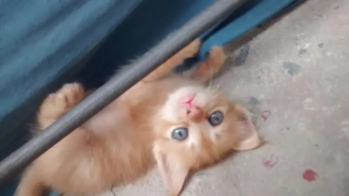 Gato raça SRD idade Abaixo de 2 meses nome sem nome
