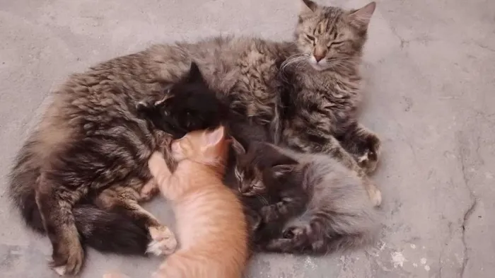 Gato raça SRD idade Abaixo de 2 meses nome sem nome