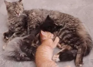 Gato raça SRD idade Abaixo de 2 meses nome sem nome