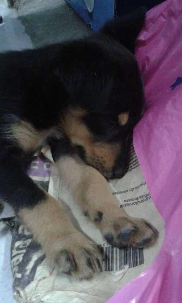 Cachorro ra a vira lata idade Abaixo de 2 meses nome sem nome (por enqua