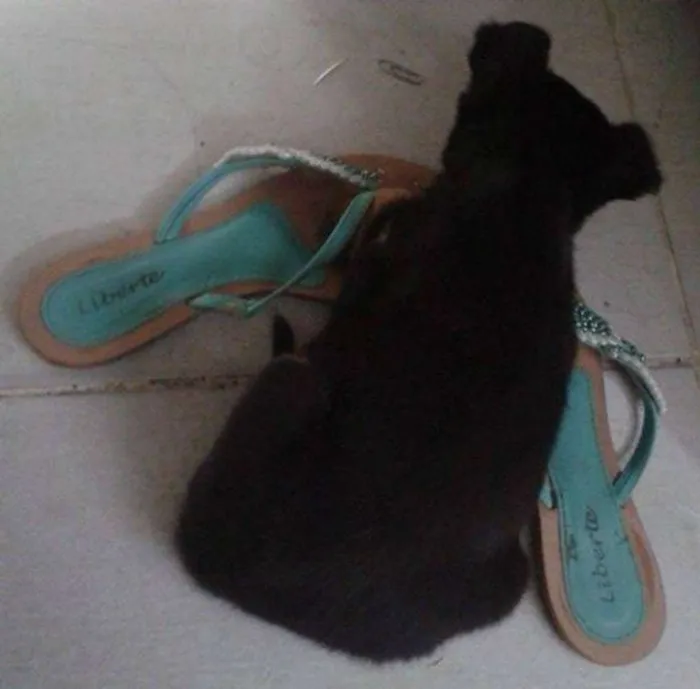 Cachorro ra a vira lata idade Abaixo de 2 meses nome sem nome (por enqua