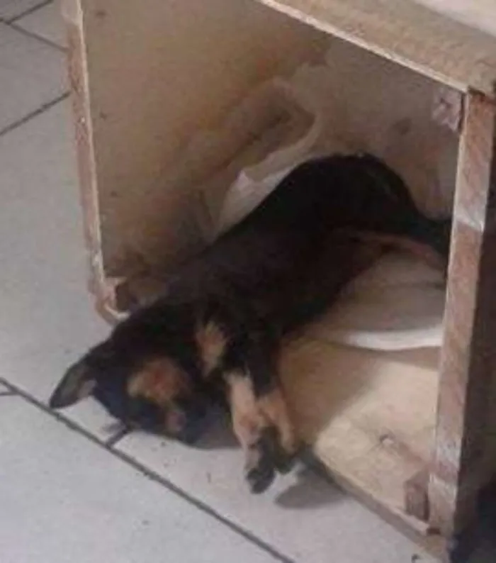 Cachorro ra a vira lata idade Abaixo de 2 meses nome sem nome (por enqua