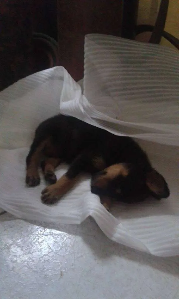 Cachorro ra a vira lata idade Abaixo de 2 meses nome sem nome (por enqua