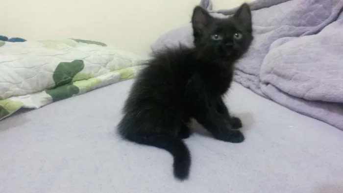 Gato ra a SRD idade 2 a 6 meses nome Menina
