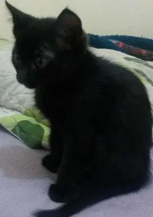Gato raça SRD idade 2 a 6 meses nome Menino