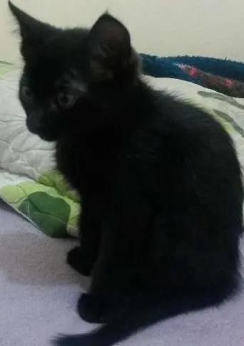 Gato ra a SRD idade 2 a 6 meses nome Menino
