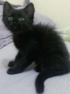 Gato raça SRD idade 2 a 6 meses nome Menina