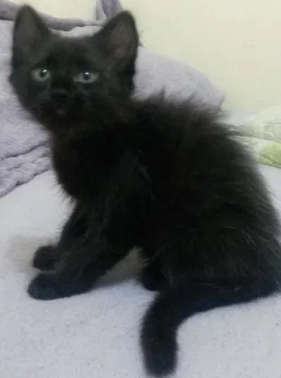 Gato ra a SRD idade 2 a 6 meses nome Menina