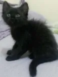 Menina