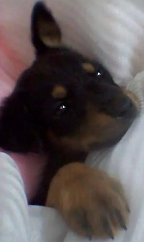 Cachorro ra a vira lata idade Abaixo de 2 meses nome sem nome (por enqua