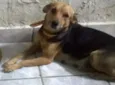 preta