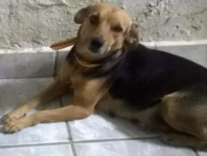 Cachorro raça SRD idade 2 anos nome preta