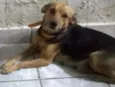 preta