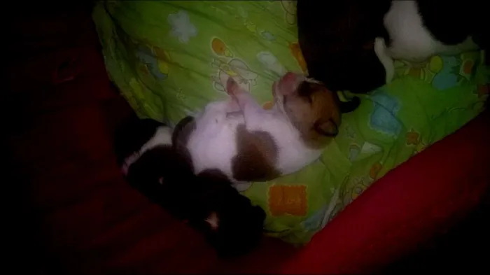 Cachorro ra a SRD idade Abaixo de 2 meses nome lindos filhotes