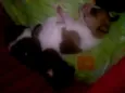 lindos filhotes