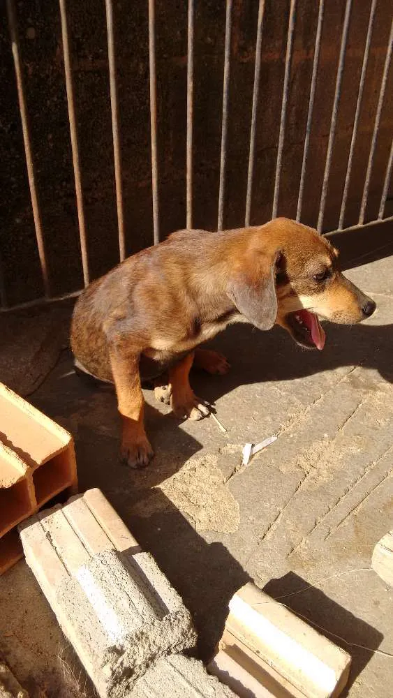 Cachorro ra a Vira lata idade 7 a 11 meses nome Pequeno