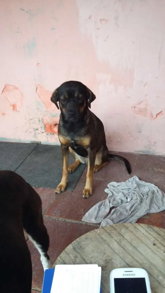 Cachorro ra a Misturada idade 1 ano nome Lesi