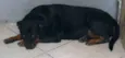 Cachorro raça Rottweiler idade 5 anos nome Thunder e Buran