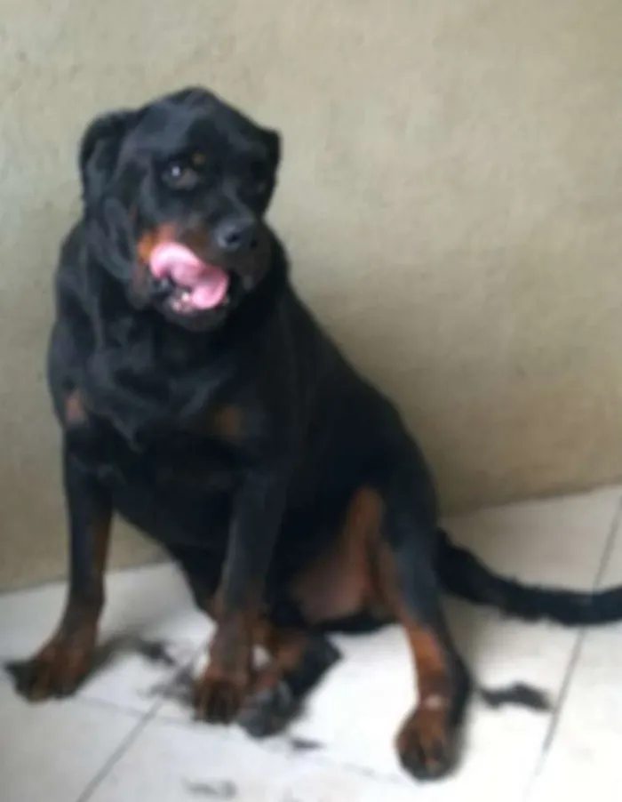 Cachorro raça Rottweiler idade 5 anos nome Thunder e Buran